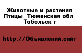 Животные и растения Птицы. Тюменская обл.,Тобольск г.